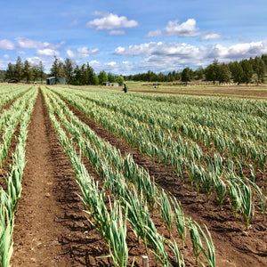 organic seed garlic field in oregon