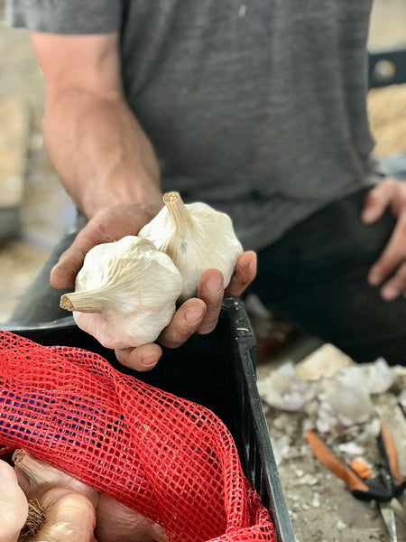 Inchelium Red - Organic Seed Garlic