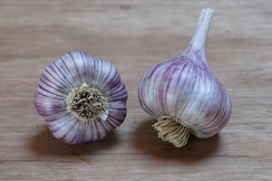 Shop Purple Stripe Seed Garlic