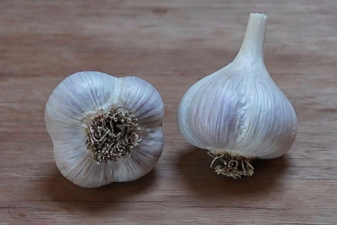 Shop Porcelain Seed Garlic