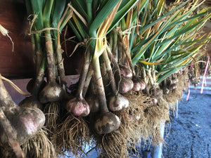 Organic garlic seeds Bend, Oregon