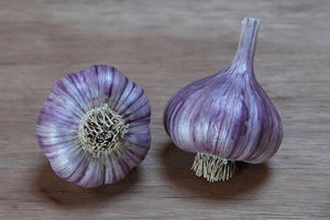 Organic Chesnok Red Seed Garlic