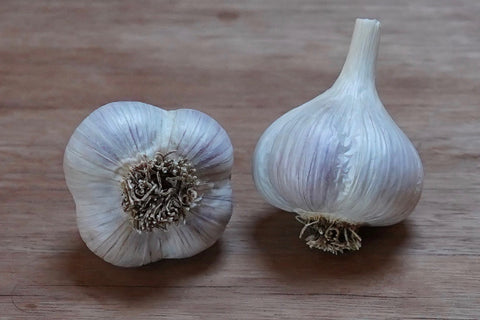 Organic Porcelain Garlic