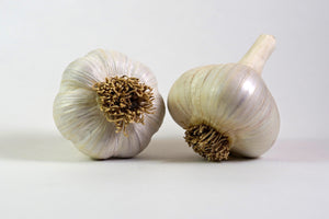 Organic Music Seed Garlic