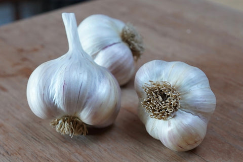 Organic Silver Rose Seed Garlic