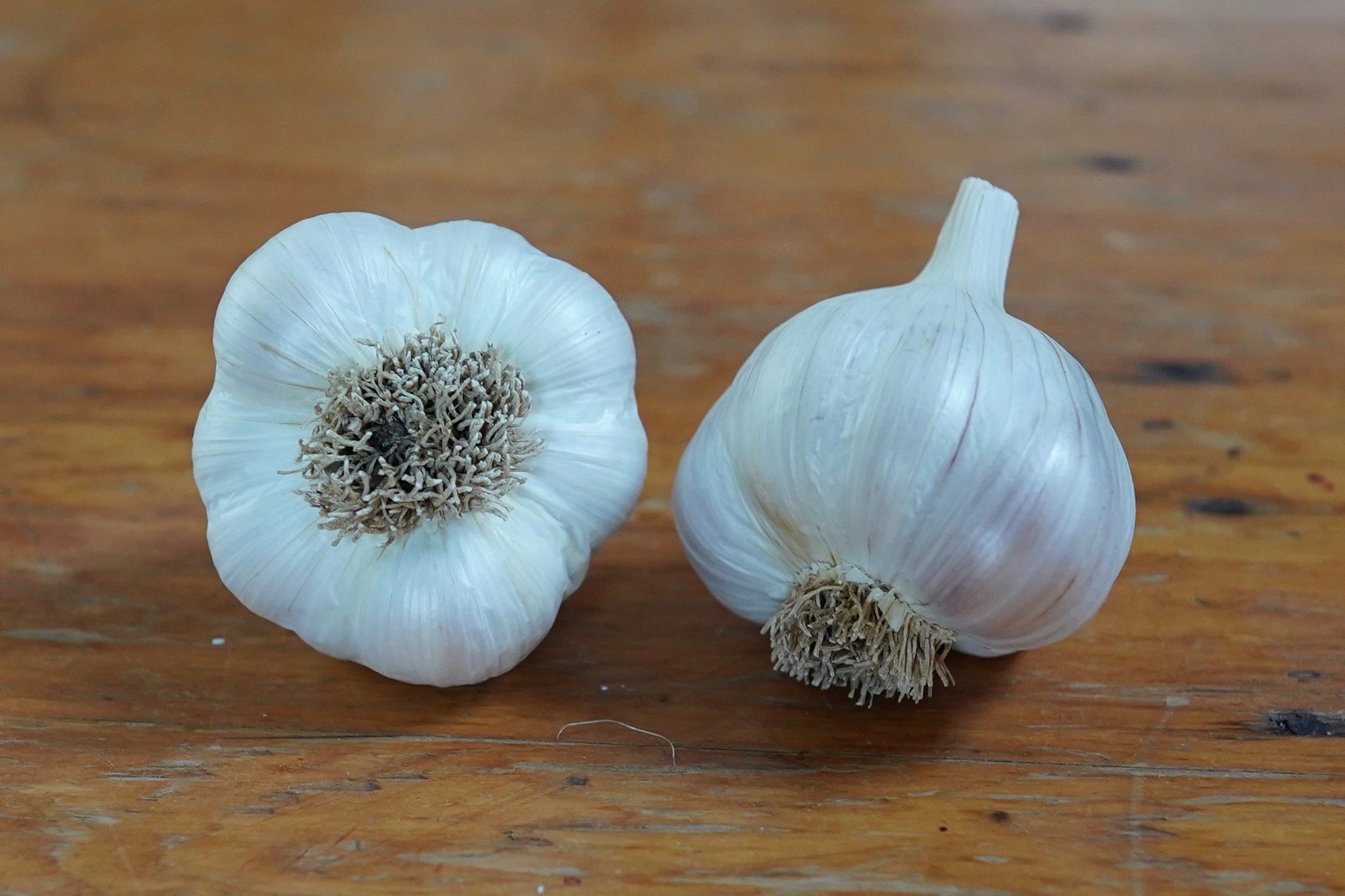 Organic Silver White Seed Garlic